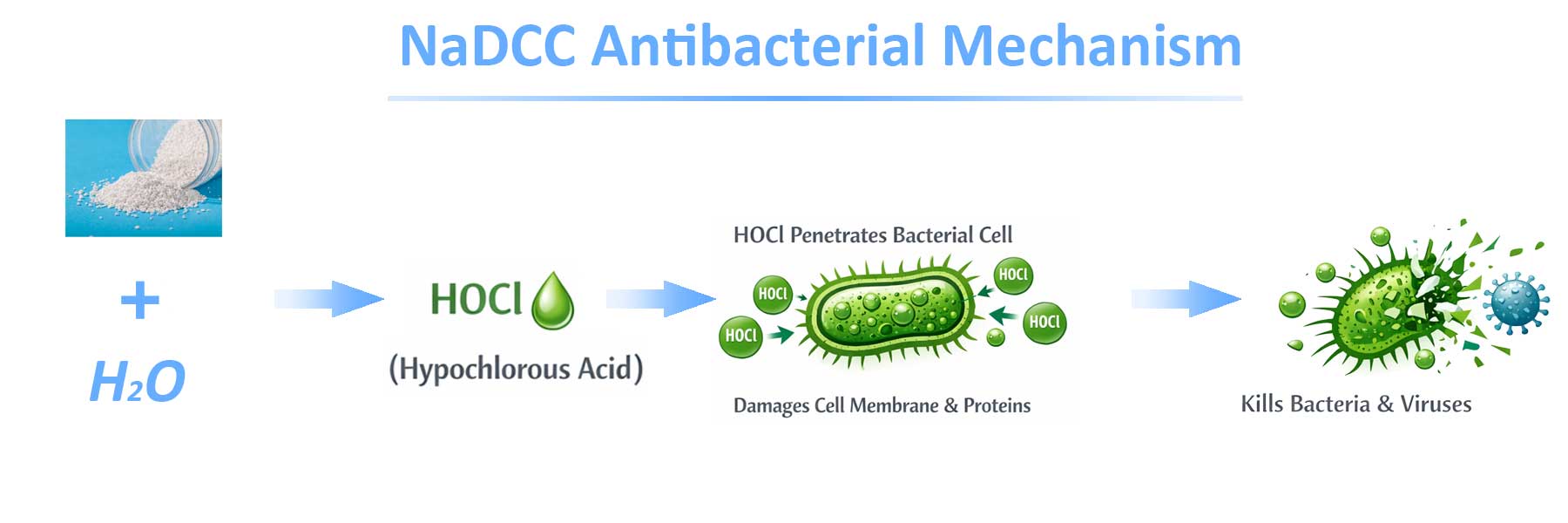 NaDCC-Antibacterial-Mechanism